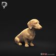 Dachshund-Smooth-Haired-Pose-04-Dog-3D-Print-1s.jpeg Teckel à poil lisse Pose 04