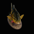 Peacock-Bass-statue-1-3-4.png FISH in motion Peacock bass (Cichla ocellaris) fish natural base detailed texture for 3d printing