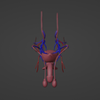 1.png 3D Model of Male Reproductive System and Veins