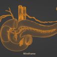 wireframe.jpg Pancreas Cross Section Anatomy