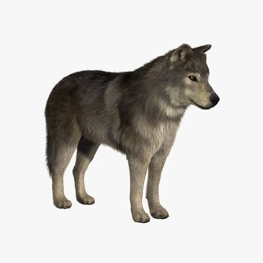 Wolf 3D Model 2022 3D model