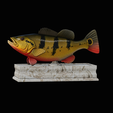 Peacock-Bass-statue-box-1-2.png fish Peacock bass (Cichla ocellaris) fish in motion base box for 3D printing