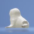 BB-phoque-3.jpg Baby seal ❄️