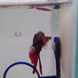 20241221_162843.jpg Hoop for fish tank/aquarium
