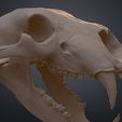 Ursus_Maritimus_3Demon.568.jpg Realistic Animal Skull Collection