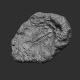2.png Trilobite Mineral Fossile - Realistic Printable and Keychain