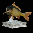 Carp-trophy-statue-3.png fish carp / Cyprinus carpio in motion trophy statue detailed texture for 3d printing