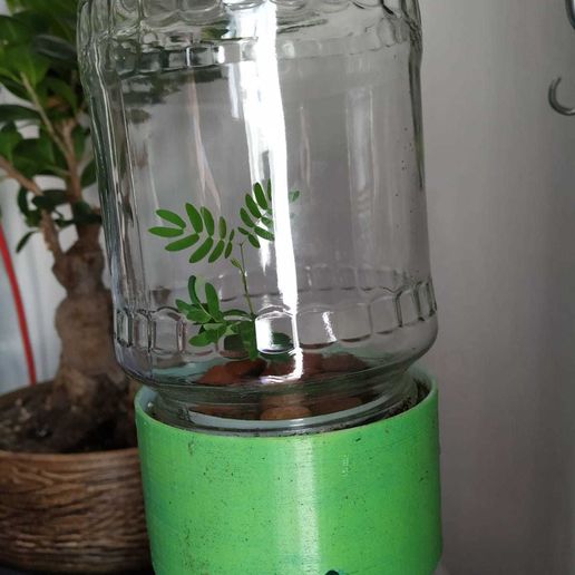 IMG-20200207-WA0035.jpg Capsule Plant