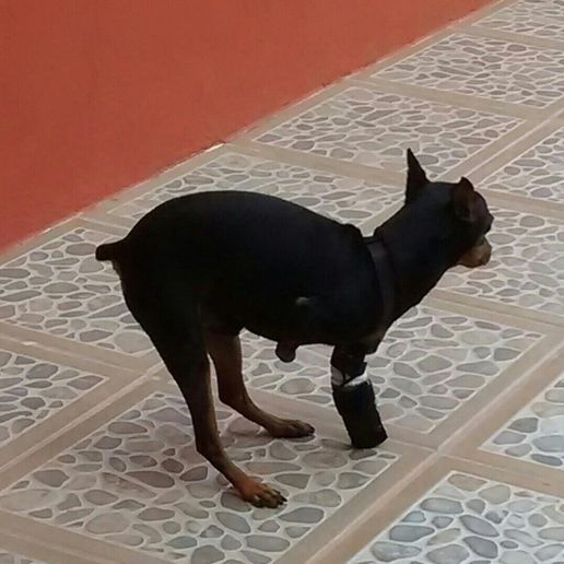 2015-06-04_20.29.14_display_large.jpg Forelimb prosthetics