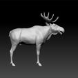 moo3.jpg Eurasian Elk  - aka -Moose - Acles