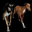 011.jpg DOG - DOWNLOAD Greyhound dog 3d model - Animated CANINE PET GUARDIAN WOLF HOUSE HOME GARDEN POLICE - 3D printing Greyhound DOG DOG DOG