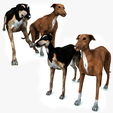 portada2.png DOG - DOWNLOAD Greyhound dog 3d model - Animated CANINE PET GUARDIAN WOLF HOUSE HOME GARDEN POLICE - 3D printing Greyhound DOG DOG DOG