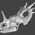 styraco cranium.jpg Styracosaurus dinosaur skull