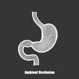 Stomach_Ambient_Occlusion.jpg Stomach Cross Section Anatomy