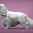 spaniel2.jpg 3D-Datei Spaniel cavalier king charles 3D-Druck Modell・Modell zum Herunterladen und 3D-Drucken