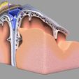 22.jpg Brain with meninges scalp detailed labelled 3D