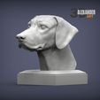 rhodesian-ridgeback-bust-1.jpg Rhodesian ridgeback bust 3D print model