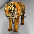 07.png TIGER - DOWNLOAD TIGER 3d model - animated for blender-fbx-unity-maya-unreal-c4d-3ds max - 3D printing TIGER FELINE - CAT - PREDATOR
