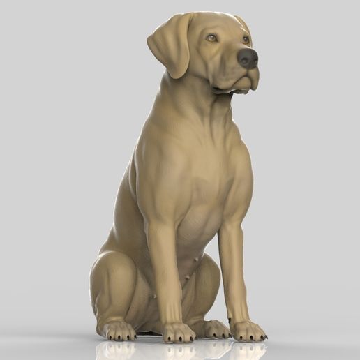 labra7.jpg Realistischer Labrador Retriever