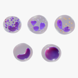 WB.png White Blood Cells
