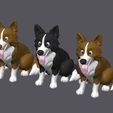 BORDER-COLLIE-00.jpg Border Collie Dog Color Figure