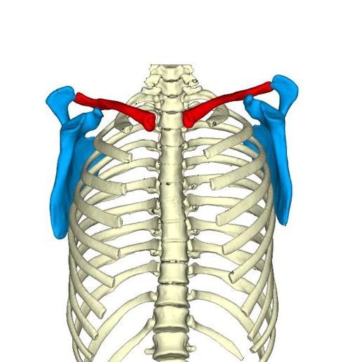 Clavicle Left and Right 3D model