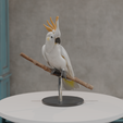 Untitled.blendCamera_003.pngCamera_001.pngCamera_001.png White Cockatoo