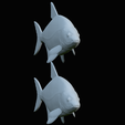 Bream-fish-27.png fish Common bream / Abramis brama solo model detailed texture for 3d printing
