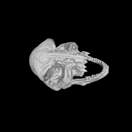 OBJ file Saurian Skull・3D printing design to download • Cults