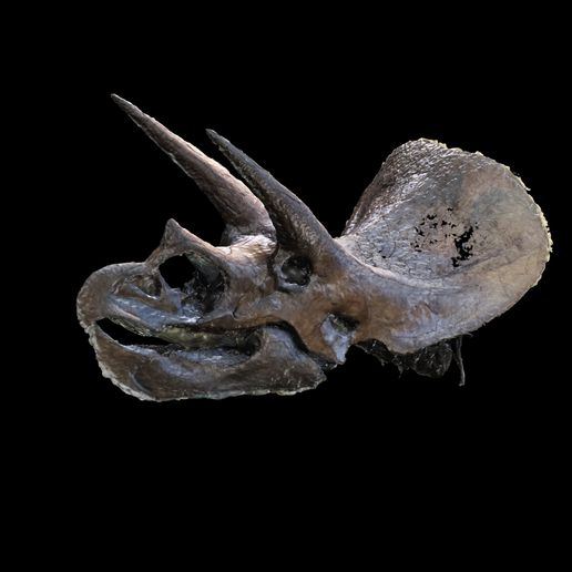0.jpg Triceratops Skull DINOSAUR SKELETON ANATOMY 3D MODEL