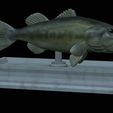 Bass-mount-statue-9.png fish Largemouth Bass / Micropterus salmoides open mouth statue detailed texture for 3d printing