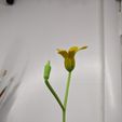 PXL_20230526_033310293.jpg Angry Flower (TikTok)