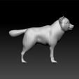 shiba2.jpg dog - shiba dog - cute dog - realistic dog for game