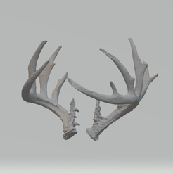 Image-7.png Deer Antlers