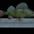 Perch-statue-11.png fish perch / Perca fluviatilis statue detailed texture for 3d printing