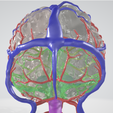 brain,-hemisphere,-cavernous,-human-brain,-brain-stem,-cerebral,-cranial,-nerve,-vein,-willis-circle.png Modèle de cerveau en 3D avec hémisphère, tronc cérébral, cervelet et système artériel et veineux très détaillé, y compris le cercle de Willis.