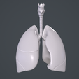 1_004.png Human Lungs