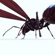 olk.jpg ANT - DOWNLOAD ANT 3d Model - animated for Blender-Fbx-Unity-Maya-Unreal-C4d-3ds Max - 3D Printing ANT ANT - INSECT - POKÉMON - BUG - DINOSAUR - DRAGON - BEE