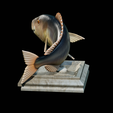 Dentex-trophy-12.png fish Common dentex / dentex dentex trophy statue detailed texture for 3d printing