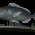 Dentex-statue-1-21.png fish Common dentex / dentex dentex statue underwater detailed texture for 3d printing