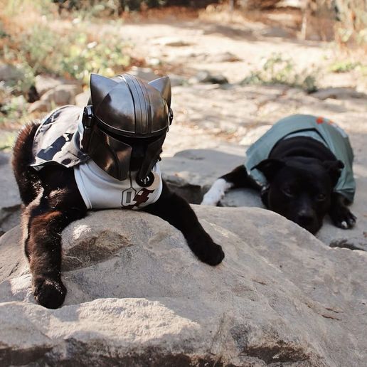 MANDO CAT - Helmet