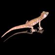 Pachydactylus-Rangei_BodenDark0007.jpg Namib Gecko -Pachydactylus rangaii-with full size texture + Zbrush Originals-STL 3D Print File-High Polygon