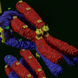 0031.png Chromosome genetic recombination blender 3d