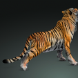 0_00051.png TIGER DOWNLOAD Bengal TIGER 3d model animated for blender-fbx-unity-maya-unreal-c4d-3ds max - 3D printing TIGER CAT CAT