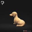 Dachshund-Smooth-Haired-Pose-09-Dog-3D-Print-7s.jpeg Teckel à poil lisse Pose 09