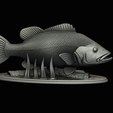 Peacock-Bass-statue-1-3-22.png FISH in motion Peacock bass (Cichla ocellaris) fish natural base detailed texture for 3d printing