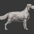 English-Setter10.jpg English Setter 3D print model