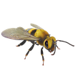 Bee2.png DOWNLOAD BEE 3D Model BEE - Obj - FbX - 3d PRINTING - 3D PROJECT - BLENDER - 3DS MAX - MAYA - UNITY - UNREAL - CINEMA4D - BEE GAME READY - POKÉMON - RAPTOR