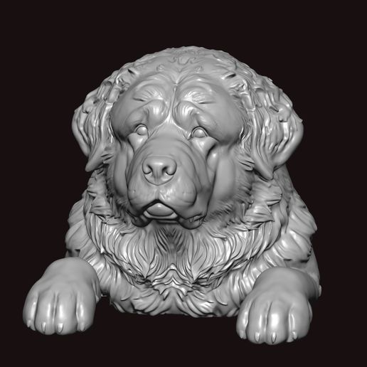 tibetan mastiff peaking pose