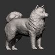 Samoyed-dog12.jpg 3D-Datei Samojeden Hund 3D-Druck Modell・3D-Druckvorlage zum Herunterladen